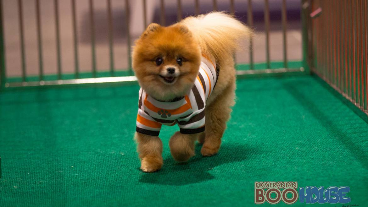 Pomeranian Boo – Souffle
